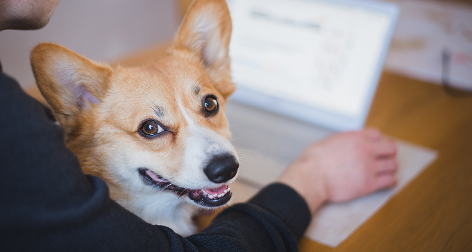 dog sitting at desk with person in office environment

